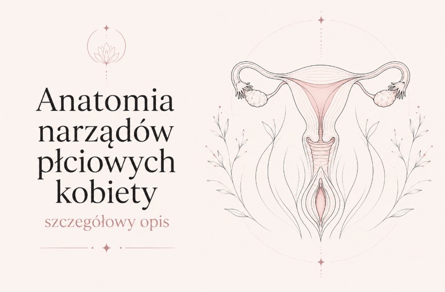 Anatomia narządów płciowych kobiety - szczegółowy opis Anatomia narządów płciowych kobiety